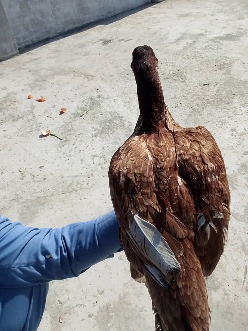 دیسی مرغی ہے اور اس کے پاس 12 بچے ہیں 2