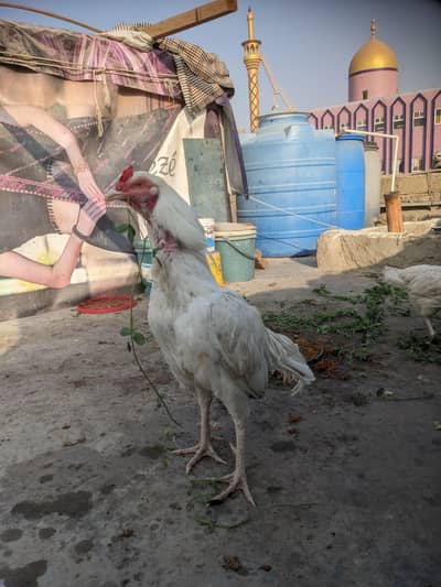 3000 location Karachi korangi description  paray