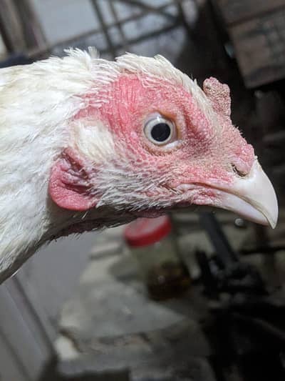 4000  location Karachi korangi description  paray