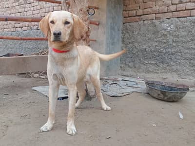 labrador female vaccinated
