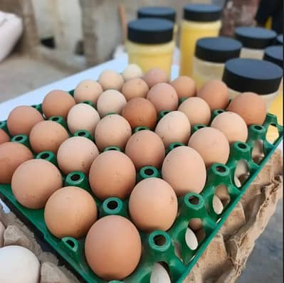 Desi Egg |Organic Eggs |Farm Fresh Eggs | Misri Hen Eggs | Golden Egg