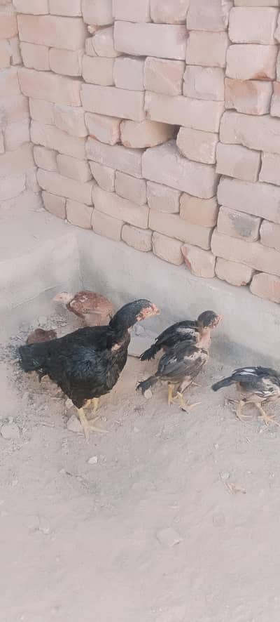 good bread, big height,old blood line, game birds