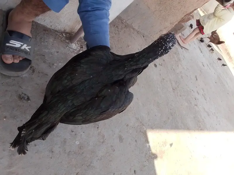 دیسی اچھی اور بہترین مرغی ہے — photo 3