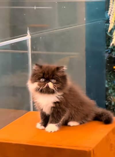 Cat| kitty| Persian| kittens| low Price OƷ4O58786୨7 ⁠ωät$p π kro