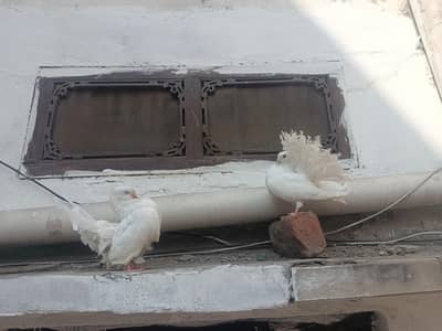 English fantale luky