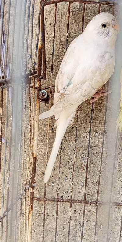 Good quality Bugie parrots