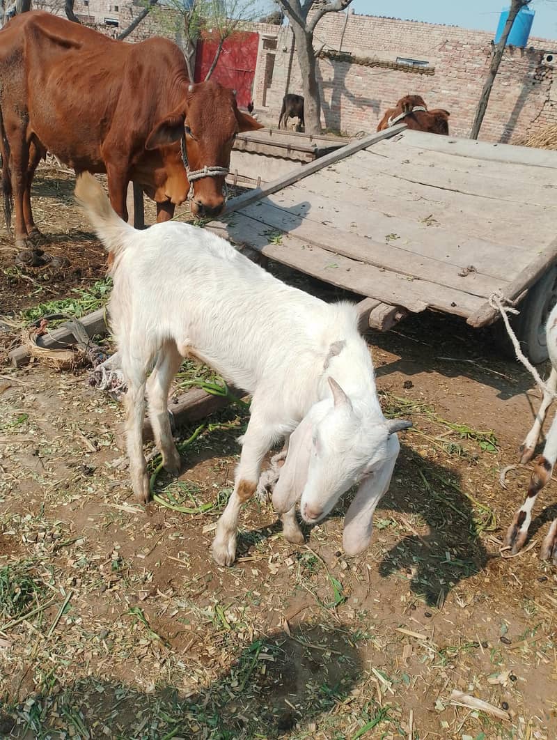 bakra 1