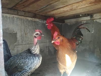 Hens for sale