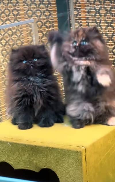 Cat| kitty| Persian| kittens| low Price OƷ4O58786୨7 ⁠ωät$p π kro