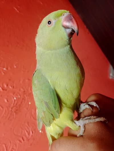 ringneck parrot