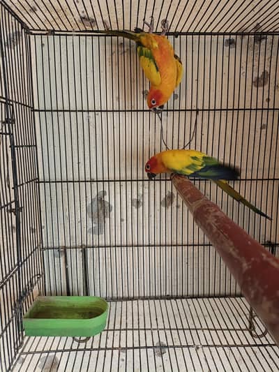 Sun conure breeder pair full washed
