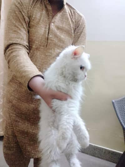 percian cat triiplle coated for urgent sale