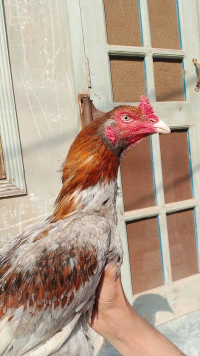 bandgadi white nokenli