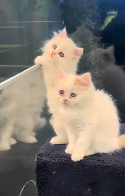 Cat| kitty| Persian| kittens| low Price OƷ4O58786୨7 ⁠ωät$p π kro