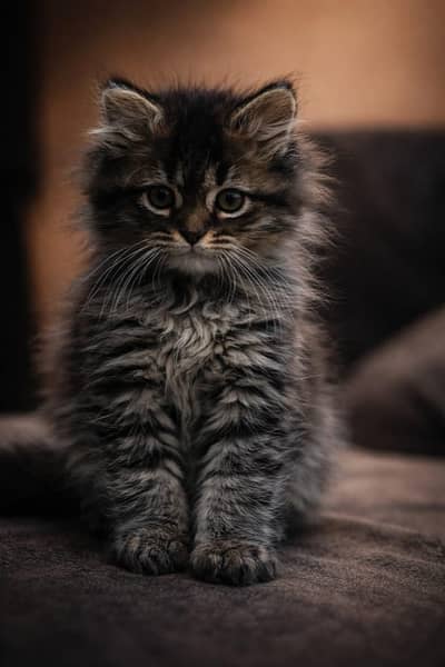 Persian kittens for sale