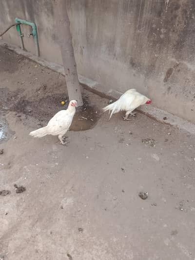 white Aseel murghi &Murgha &Lakha Aseel murgha For Sale