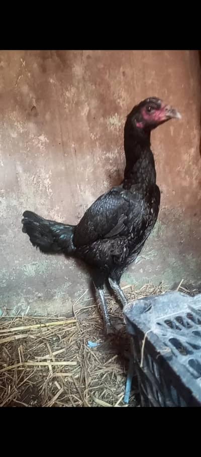 pure Thai dragon black eyes for sale long hight urgent sale