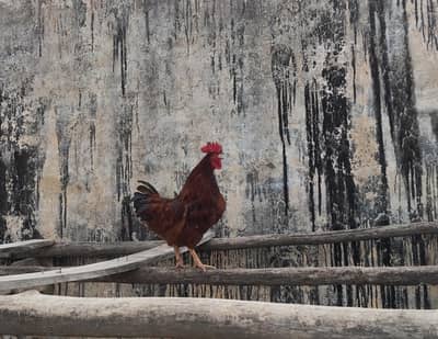 Pure RIR male for sale