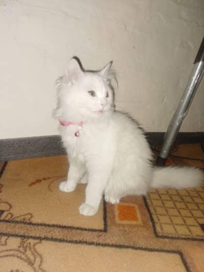 Persian kitten vaccinated  fully trained