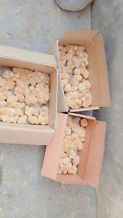 golden buff and bentam chicks for sale