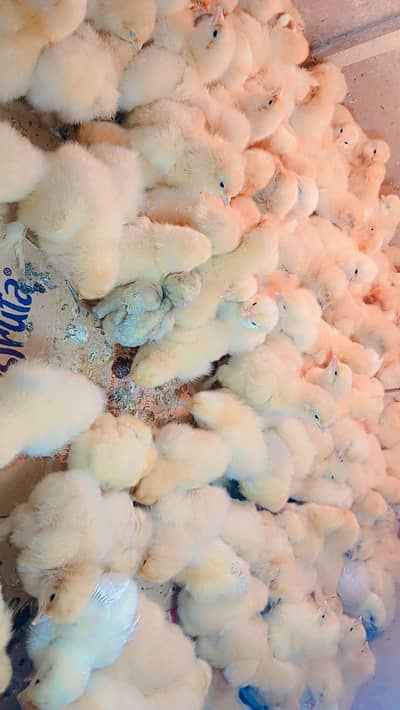 golden buff and bentam chicks for sale