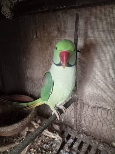 raw parrot