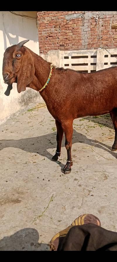 nagri female for sale 10 din ki cross ha 03104323502