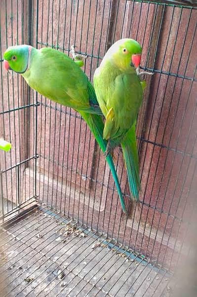 Ring nik Ghar key palay hue 03057678929