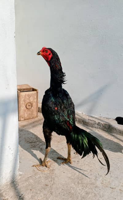 Thai pakoya patha for sale