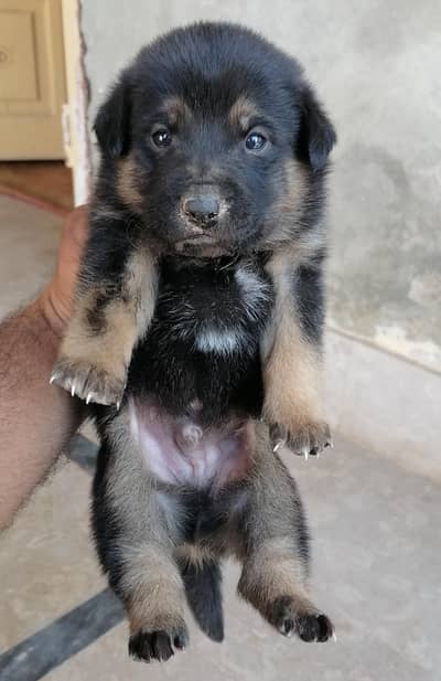 German shepherd male puppy