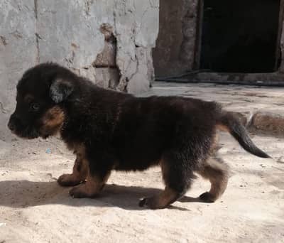 German shepherd male puppy