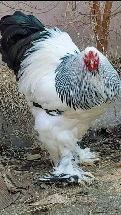 brahma  chicks 03124381493 pr rabta kre