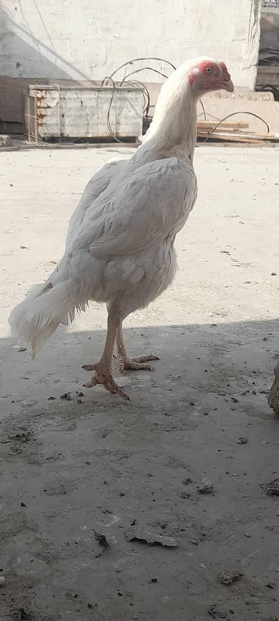 Parrot beak cross paper white