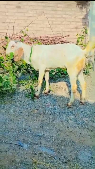 1 male Bakra for urgent sell