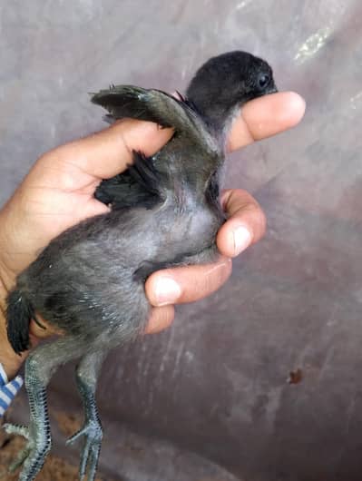 black dragon chicks available