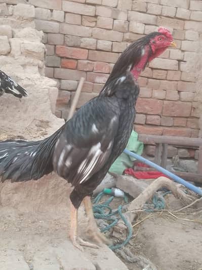 Aseel murgha & murghi for sale