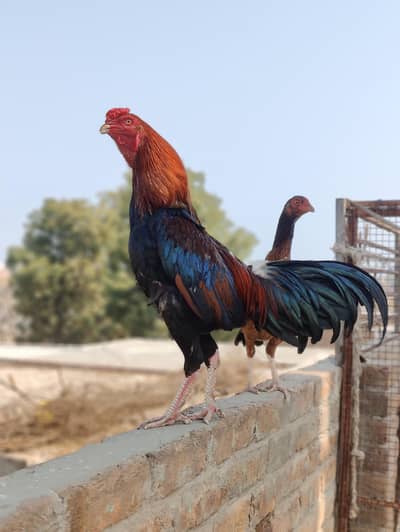 aseel miawali cock and 3 female 1 white 2 red and 1 chick