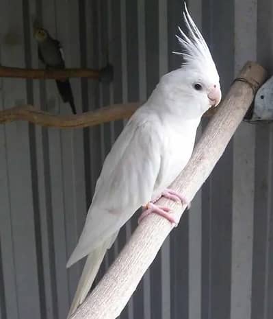 Eno cockatiel two Male 8000