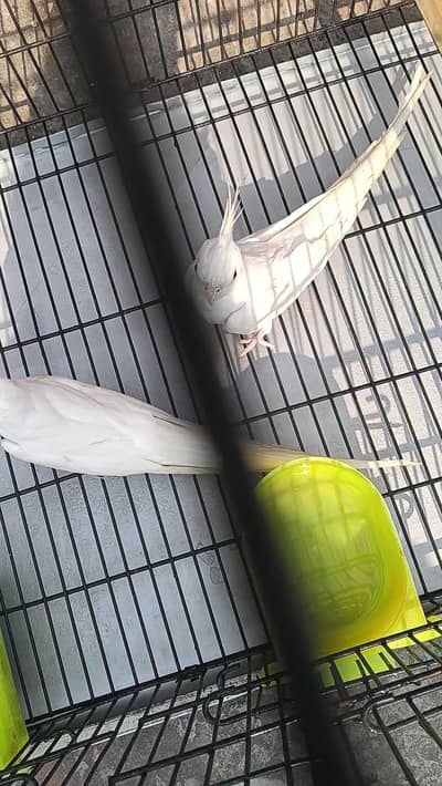 Eno cockatiel two Male 8000