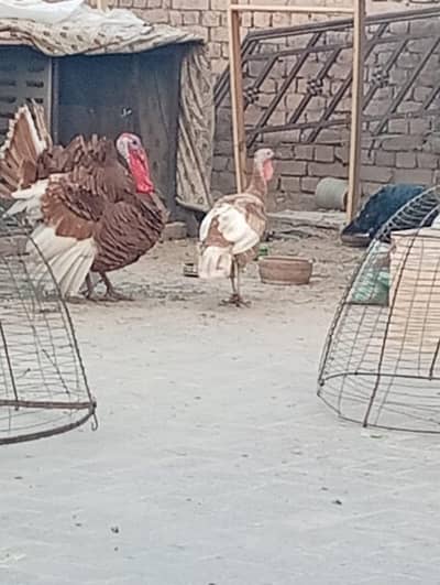 Red Burboun Turkey For sale