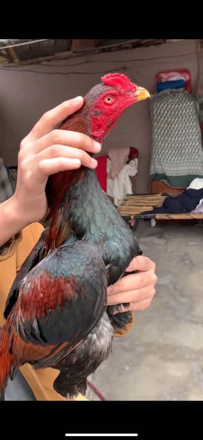 High quality jorha for sale