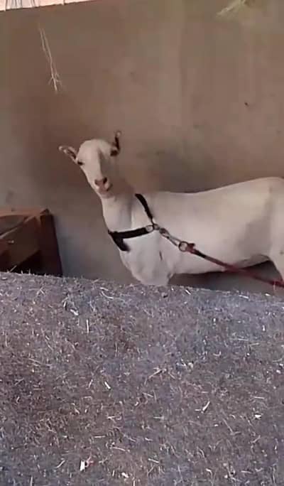 Teddy bakri with kid