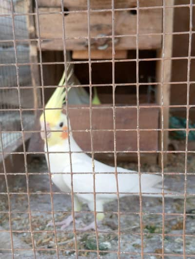 common white talking hand tame pair