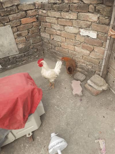 hens pair (eggs wali)