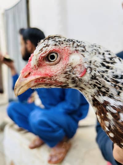 beautiful Aseel pair