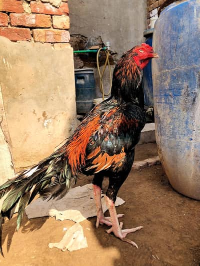 Pure Aseel Murga For Sale