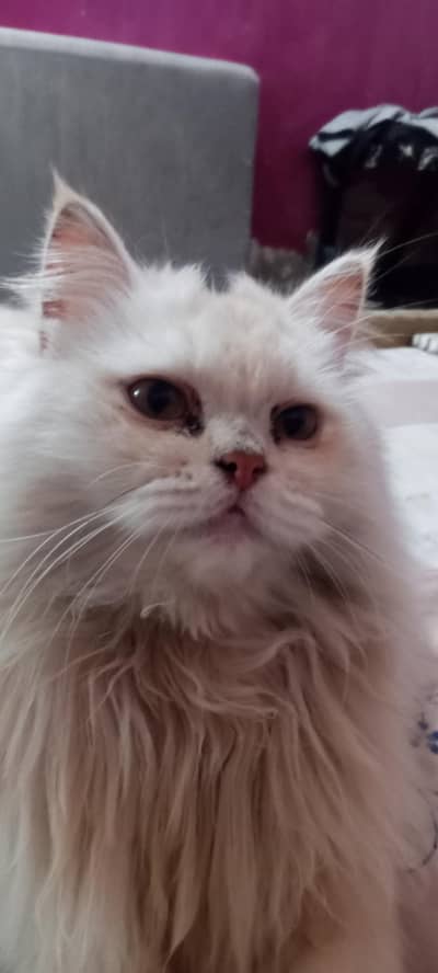 Persian female triple coat cat for sale.