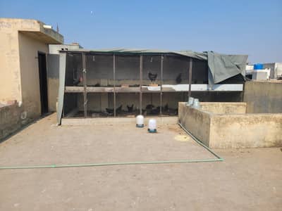 need a boy for smal poultry setup