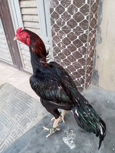 pure aseel patha jo khareed saky wo rabta kary time pass door rahy