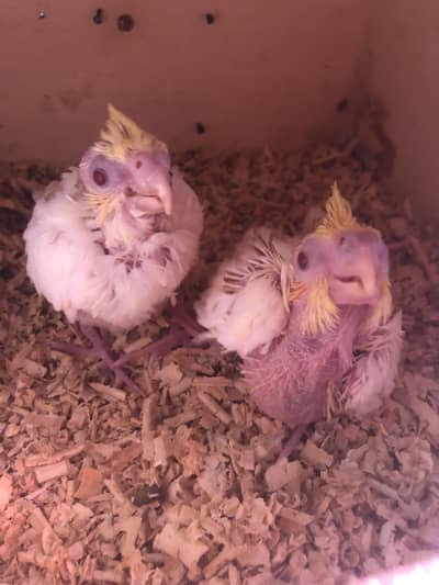 Cockatiel Chicks